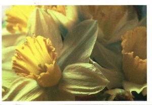 Michigan Bulb Company Serving America's Gardeners Narcissus Magnet Daff Postcard