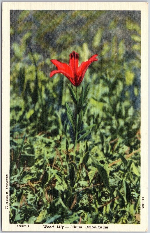 Wood Lily - Lilium Umbellatum Brilliant Color In Summer Woodland Postcard