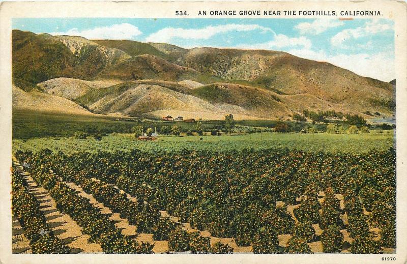 An orange grove near the foothills California United States