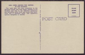 Deer Among the Aspens in the Rockies