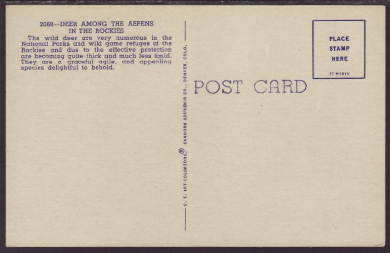 Deer Among the Aspens in the Rockies