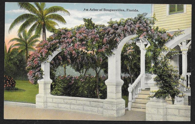 Arbor of Bouganvillea Florida Unused c1910s