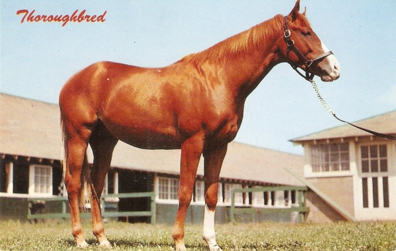 Horse. Thorougbred Nice vintage American photo postcard