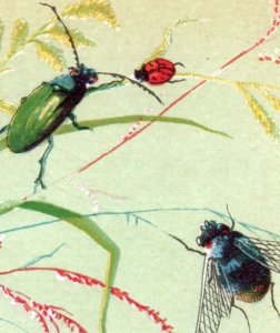 1880s Victorian Trade Card Insects Beetles Bugs Flies F151