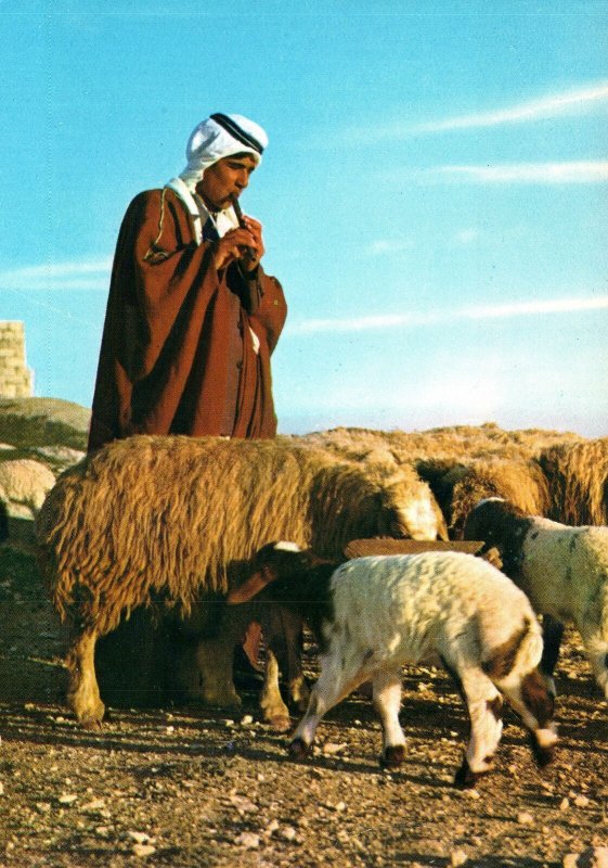 CONTINENTAL SIZE POSTCARD A SHEPHARD BOY GUARDING HIS FLOCK JERUSALEM