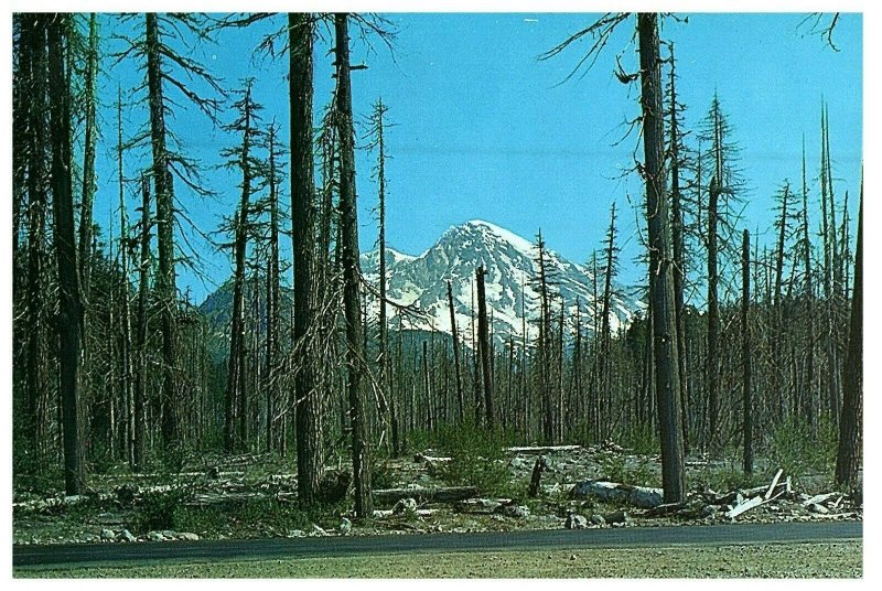 Ghost Bosque Rainier Nacional Parque Tarjeta Postal #C-333 Por Boyd Ellis