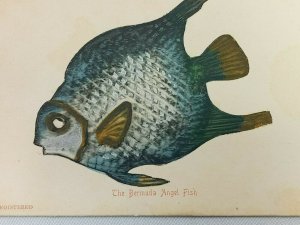 Vintage Postcard The Bermuda Angel Fish Blue