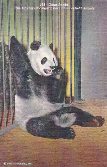 Giant Panda Bear Chicago Zoological Park At Brookfield Illinois Curteich 1945