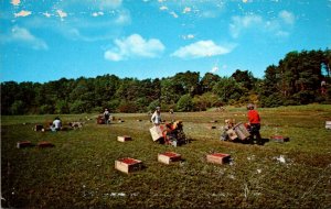 Massachusetts Cape Cod Harvesting Cranberries