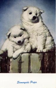 Dog -  Samoyed Pups
