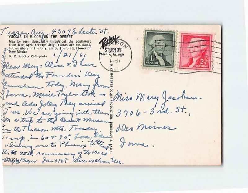 Q-62169 Yuccas In Bloom On The Desert The State Flower NM