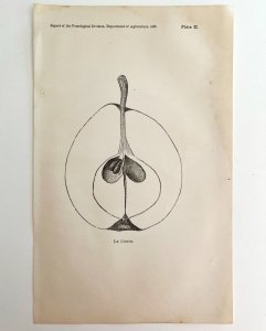 Le Conte Pear Cross Section Drawing Victorian 1887 Art Plate Print DWT9B