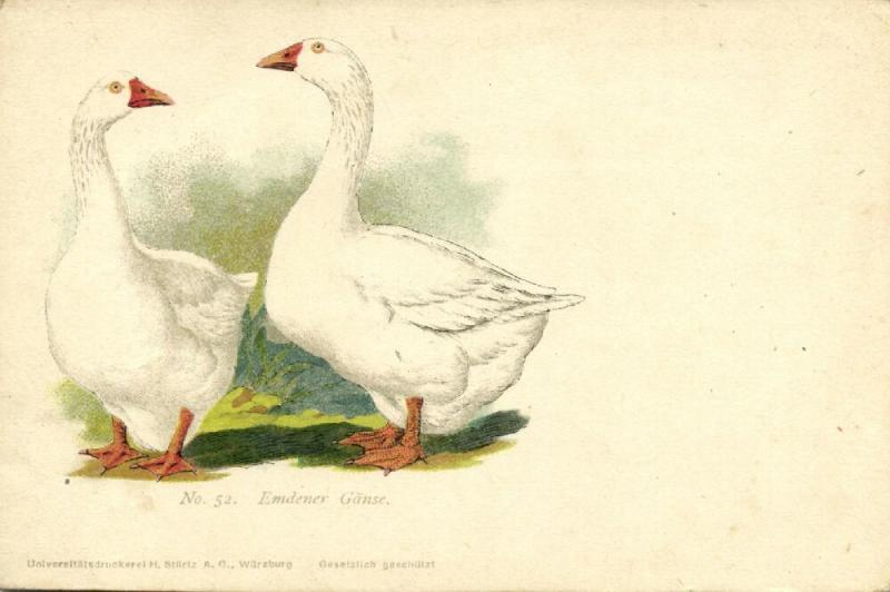 Goose Geese, Emdener Gänse (1910s) No. 52