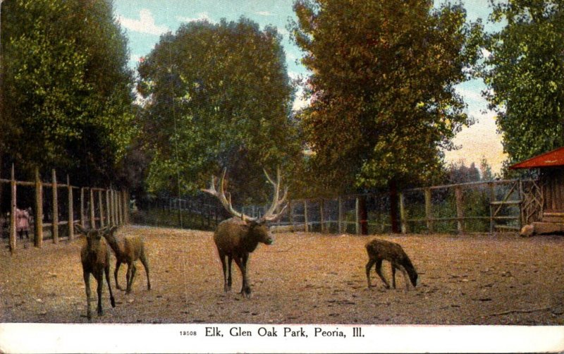 Illinois Peoria Glen Oak Park Elk 1907