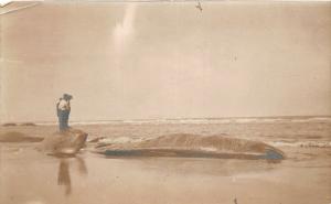 F25/ Interesting RPPC Photo Postcard c1910 Dead Whale Men Ocean Shore 3