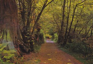 Canada Forest Trail in Stanley Park Vancouver British Columbia