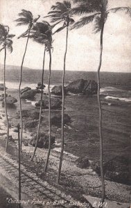 Barbados Coconut Palms at Bath Vintage Postcard 05.32
