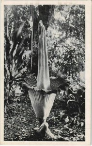 PC BUITENZORG Armophallus titanum Becc. INDONESIA (a18261)