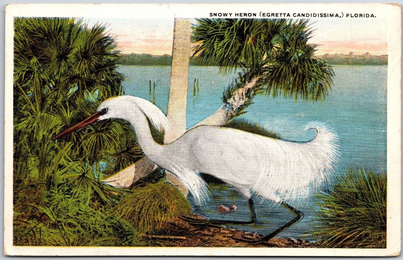 Snowy Heron Egretta Candidissima Florida White Bird on Shore Antique Postcard