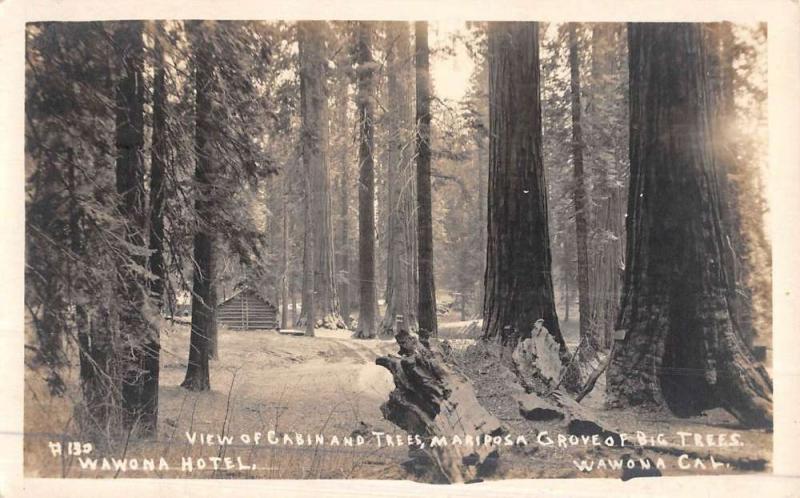 Wawona California Mariposa Trees Real Photo Antique Postcard K48202