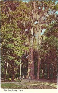 1960's The Big Cypress Tree, The Senator, Florida Chrome Postcard