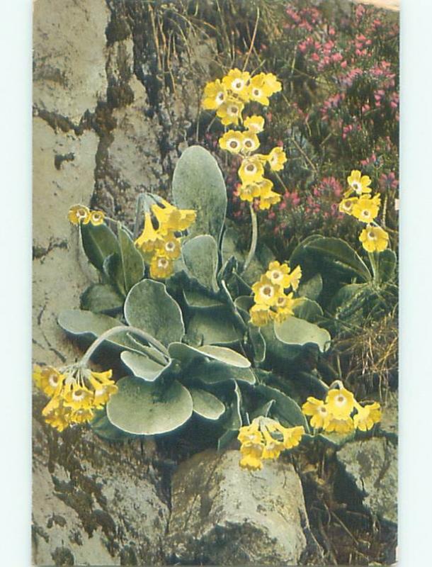 Very Old Foreign Postcard BEAUTIFUL FLOWERS SCENE AA4669