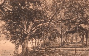 Vintage Postcard 1911 View of A Walk Near The Kenmore White Lake New York N. Y.