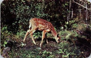 Natures Darling Woodland Animal Postcard PM Munising Michigan MI Cancel WOB Note