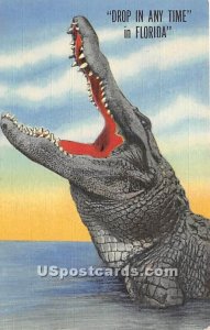 Alligator - Misc, Florida FL
