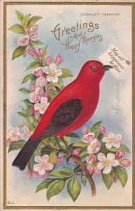 Scarlet Tanager With Letter Greetings and Happy Thoughts