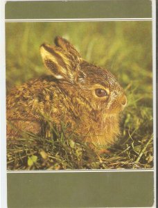Animals. A Rabbit Nice modern German photo postcard