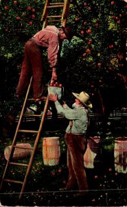 Farming Scene Harvesting Apples