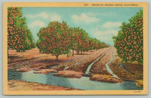 California~Irrigated Orange Grove~1940s Linen Postcard