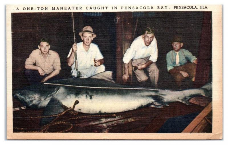 Mid-1900s One-Ton Maneater Shark Caught in Pensacola Bay, Pensacola, FL Postcard