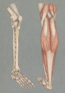 Knee Joint & Lower Leg Skeleton Human Anatomy Postcard