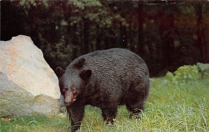 Native Wild Bears Great Smoky Mountains National Park, USA Bear Unused a lot ...