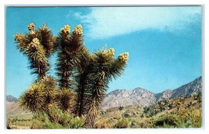 ADELANTO, CA ~ JOSHUA TREES in BLOOM c1950s San Bernardino County Postcard