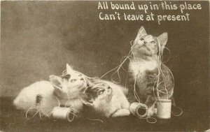 Interior of three cats tangled up in threat 1911 Postcard 22-5599