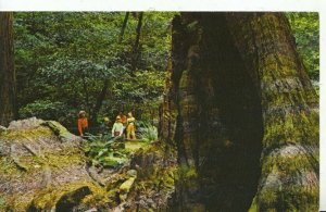 America Postcard - Muir Woods National Monument Burned Out Redwood - Ref ZZ6080