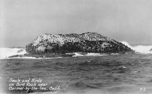 RPPC Carmel by the Sea, Calif Seals Birds on Bird Rock