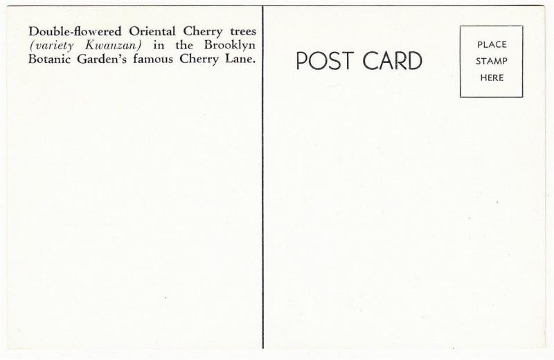 Brooklyn NYC Botanic Garden Cherry Trees on Cherry Lane Postcard 1940s-1950s