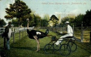 Ostrich Farm - Jacksonville, Florida FL Postcard
