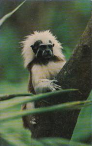 Monkey At Monkey Jungle Miami Florida