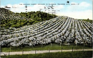 Vtg 1950s Morgan Cherry Orchard in Blossom Traverse City Michigan MI Postcard