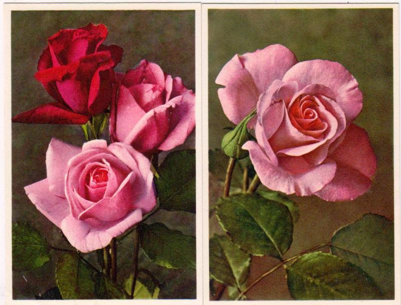 2 - Cards with Roses