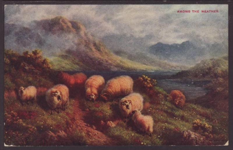 Sheep,Among the Heather Postcard 