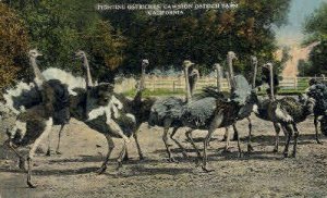Cawston Ostrich Farm - Pasadena, California CA Postcard