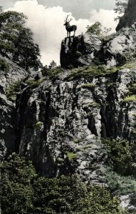 VINTAGE POSTCARD ANTELOPE ATOP A HILL IN HOLLENTAL GERMANY RPPC REAL PHOTO 1950s