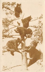 Bears in Tree Bear Real Photo 1945 crease right bottom corner