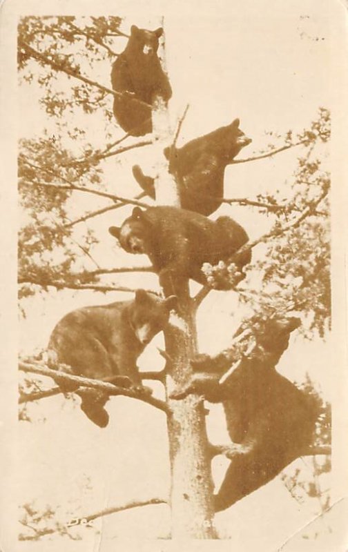 Bears in Tree Bear Real Photo 1945 crease right bottom corner